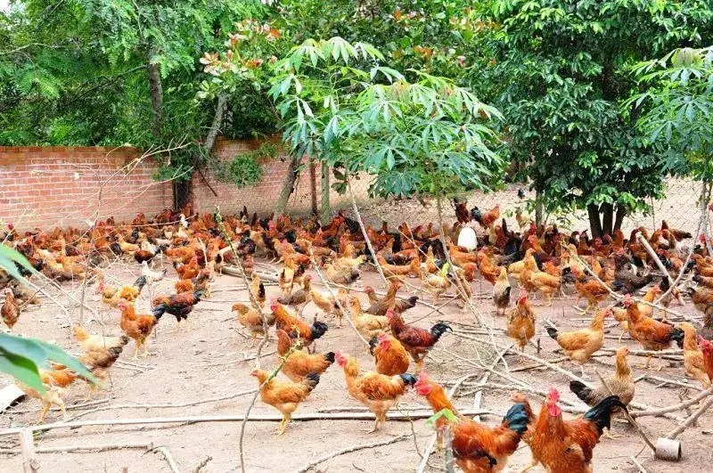 Trại gà thả vườn với khu chuồng và bãi chăn thả