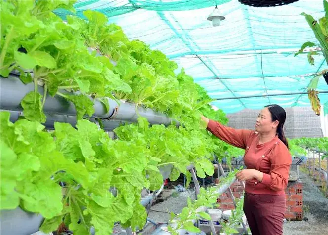 Trại rau thủy canh với hệ thống máng trồng và nhà màng