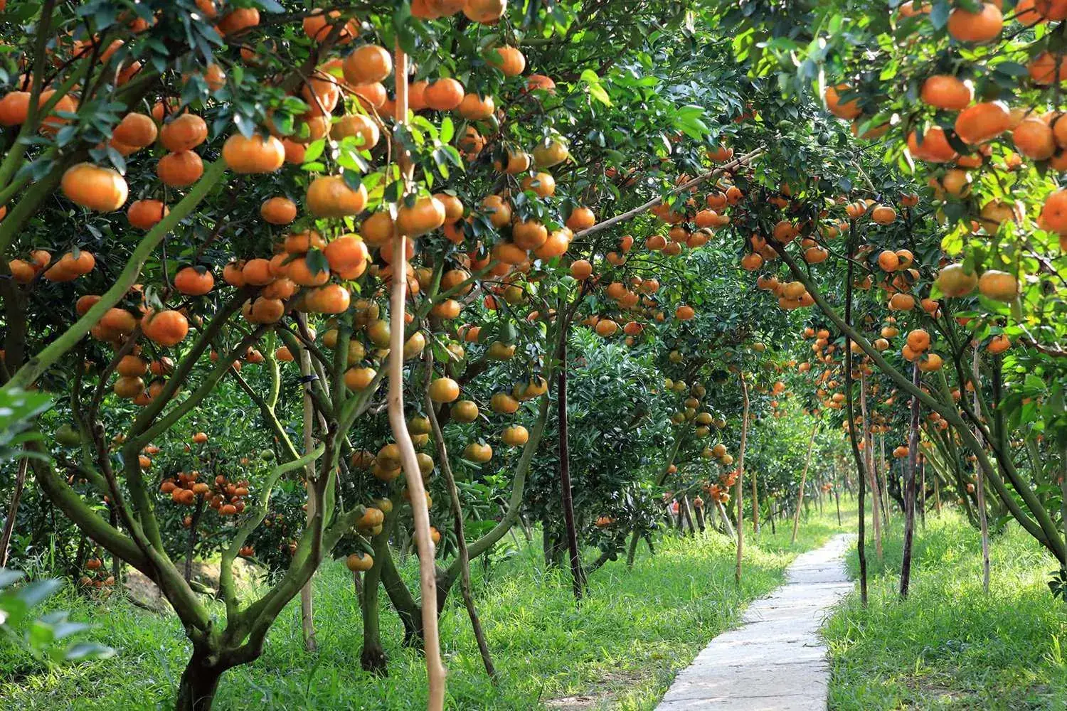 Vườn cây ăn trái với hàng cây và khu chăm sóc