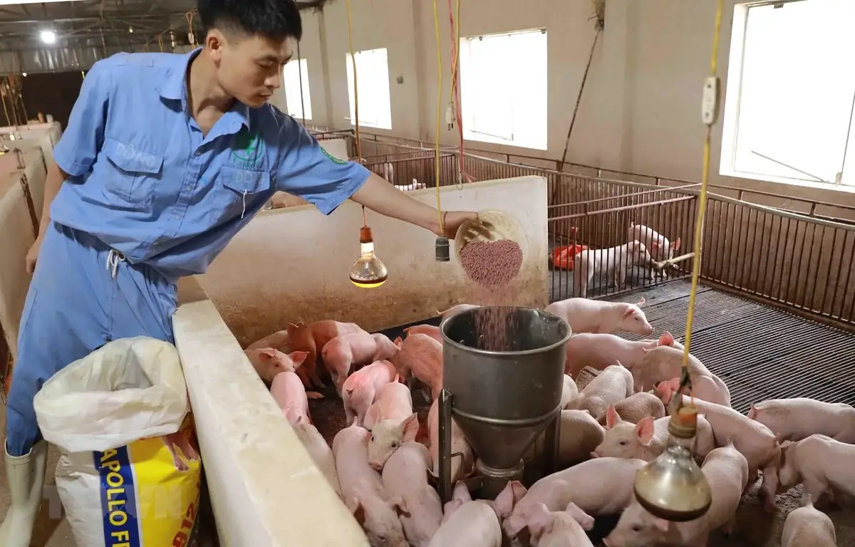 Xưởng sản xuất thức ăn chăn nuôi với dây chuyền phối trộn